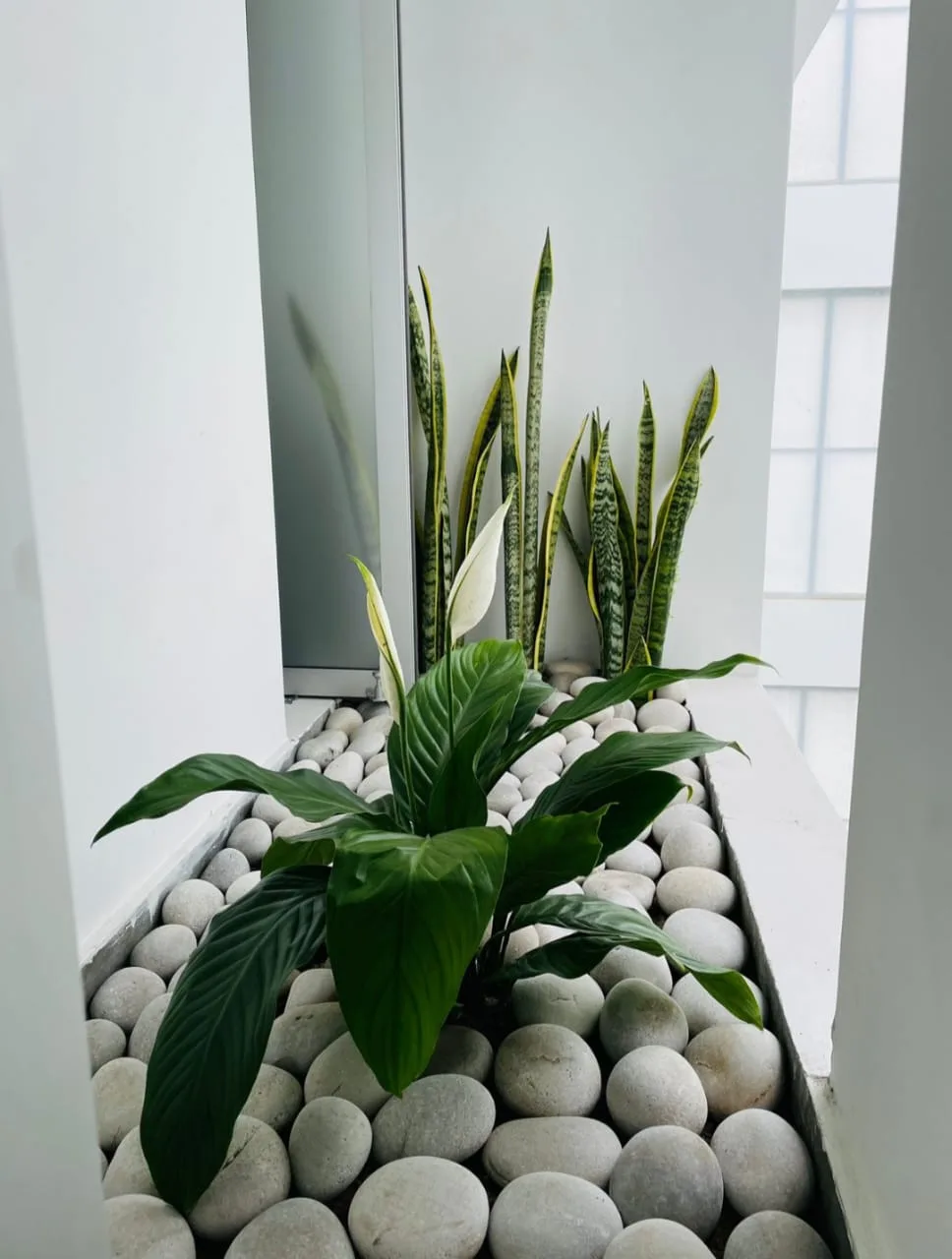 Plantas del vivero en crecimiento